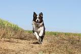 BORDER COLLIE 020